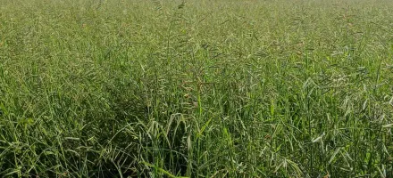 Redu��o de 55% na produ��o de sementes de ruziziensis exige planejamento antecipado para safra 2025/26