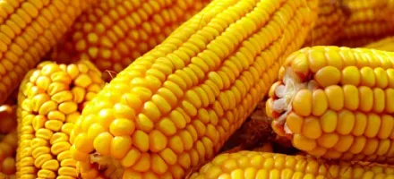 Pre�o do milho recua no Brasil com avan�o da safrinha e demanda fraca; exporta��es seguem em ritmo positivo em junho