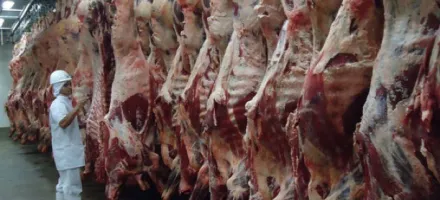 Brasil abate 10,29 milh�es de bovinos no 1� trimestre e participa��o de f�meas atinge 49,9%, aponta IBGE