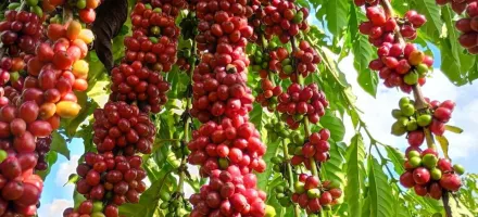 Com assist�ncia t�cnica da Empaer, cafeicultura de Colniza alcan�a produtividade recorde