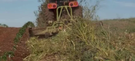 Manejo correto da planta de cobertura na entressafra faz toda a diferen�a no pr�ximo ciclo