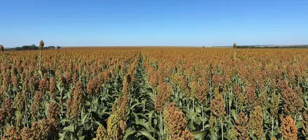 Com safrinha sob risco, produtor encontrou no sorgo uma solu��o para rentabilidade e manejo de plantas daninhas