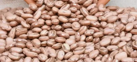 Feij�o carioca sofre press�o com avan�o da terceira safra, enquanto feij�o preto mant�m estabilidade no mercado