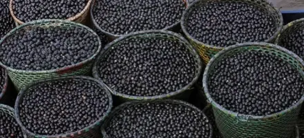 Nanofertilizante feito com caro�o de a�a� aumenta crescimento de milho e sorgo