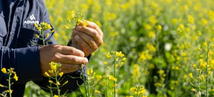 Canola avan�a no Brasil como op��o rent�vel no inverno