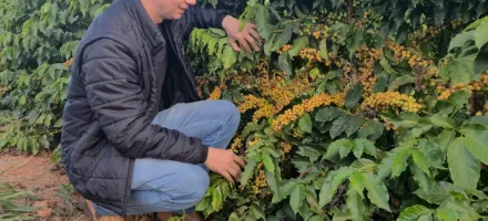 Projeto in�dito analisa o tecido vegetal do cafezal e transforma dados da planta em decis�es de manejo