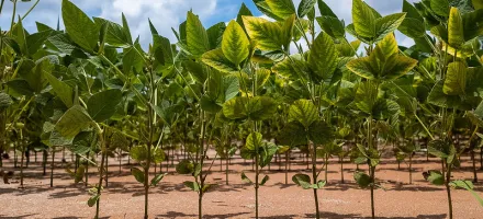 Semeadura da soja ultrapassa 50% da �rea em Mato Grosso, aponta Imea