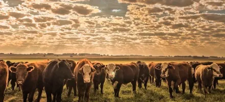 Cotaes do boi gordo seguem firmes no Brasil com expectativa de demanda aquecida em dezembro