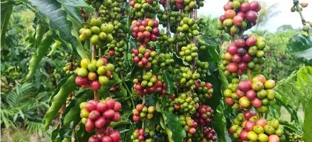 Governo de MT investe em ci�ncia para fortalecer a produ��o de caf� na agricultura familiar