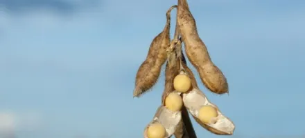 Paraguai deve registrar safra recorde de soja e ultrapassar 11,5 milh�es de toneladas