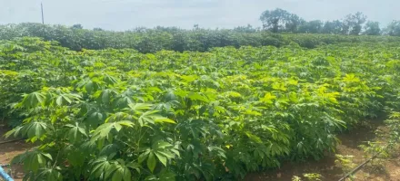 Governo de MT libera milh�es para agricultores familiares de 55 cidades
