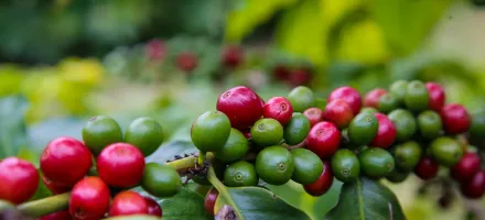 Governo de SP junta-se � Uni�o Europeia para apoiar produtores rurais em novas exig�ncias ambientais