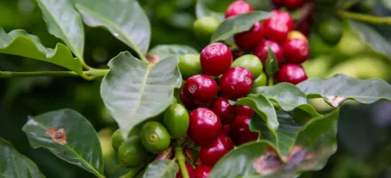 10 cidades de S�o Paulo que nasceram da agricultura e at� hoje s�o ligadas ao campo
