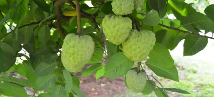 Fruta que parece creme: como a pinha est� salvando lavouras na �ndia