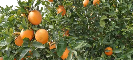 Cientistas de SP descobrem como fungo do mofo azul ataca laranjas e outras frutas