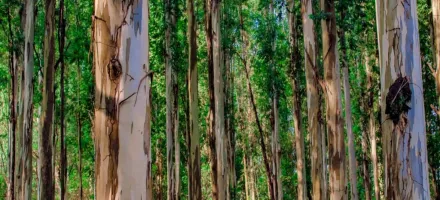 Eucalipto se torna um dos produtos mais valiosos do campo em S�o Paulo