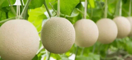 Mel�o japon�s de R$ 36 mil: a fruta mais cara do mundo