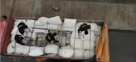 Quase uma tonelada de maconha encontrada escondida em carga de ra��o