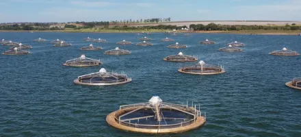 Fisher quer produzir 5 vezes mais til�pias com ajuda de fundo holand�s