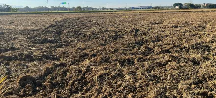 Santa Catarina se prepara para a pr�xima safra de arroz com cuidado especial no solo