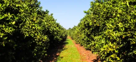 Novas regras contra o greening: entenda como proteger os pomares de laranja