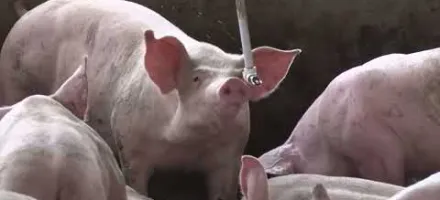 Manejo no inverno � essencial para manter a produ��o de porcos