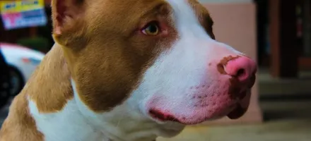 Homem quebra casa dos pais e usa pitbull para atacar policiais em MT