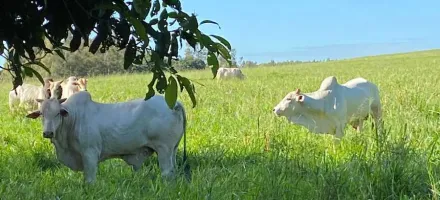 Li��es da China para a Europa sobre a pecu�ria brasileira