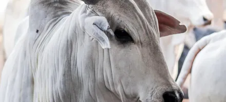 Pre�o do boi gordo sobe com falta de gado e compradores mais agressivos