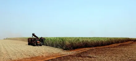 Governo libera ajuda para produtores de cana do Nordeste