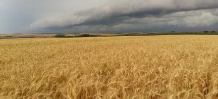 Chuvas fortes podem afetar lavouras de trigo no Sul do Brasil