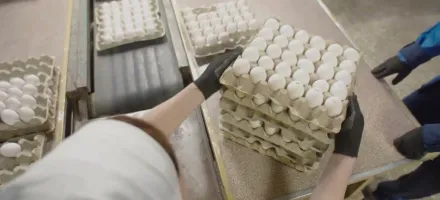 Exporta��es de ovos processados batem recorde em julho