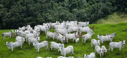 Europa exige controle de rem�dios em animais; Brasil ter� que se adaptar