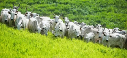 Brasil pode vender mais carne aos EUA com nova cota