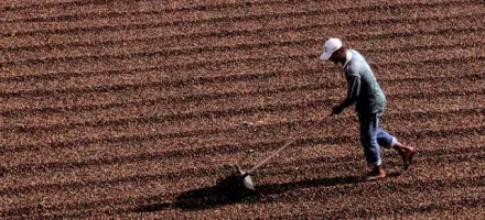 Colheita de caf� no Cerrado Mineiro atinge 93% e exige aten��o redobrada com as chuvas