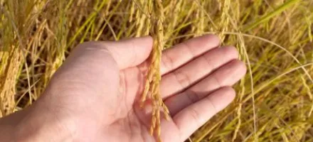 Proagro perde R$1 bilh�o no or�amento de 2027