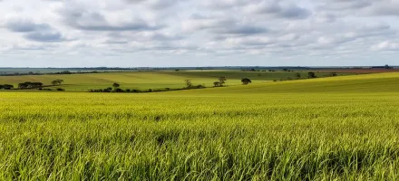 Bom Futuro cresce em �rea de soja com compra de 28 mil hectares da Cosan e mira 370 mil hectares j� em 2026