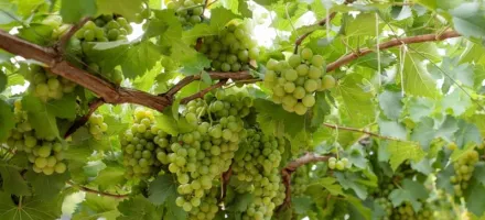 Goi�s lidera crescimento de vin�colas e quase quintuplica a m�dia nacional