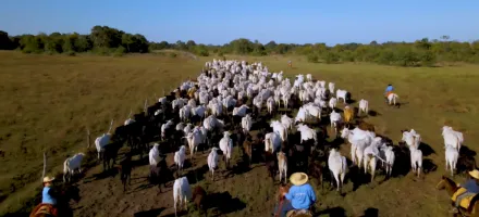 Gado e aves fornecem 1 de cada 3 prote�nas do mundo, diz estudo