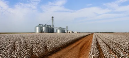 Produtora rural � reeleita para liderar associa��o do algod�o na Bahia