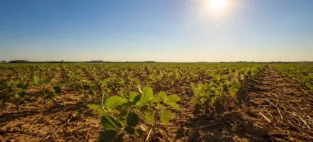 Calor extremo do El Ni�o pode derrubar colheita de soja em 2026, alerta especialista