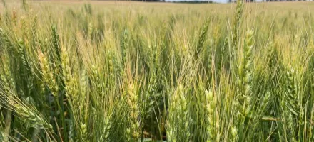 Clima bom faz Argentina esperar 2� maior safra de trigo da hist�ria
