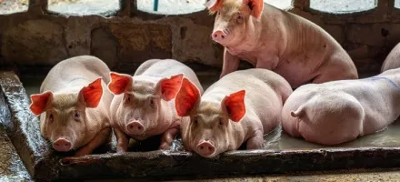 Carne de porco fica mais barata ap�s semanas de alta