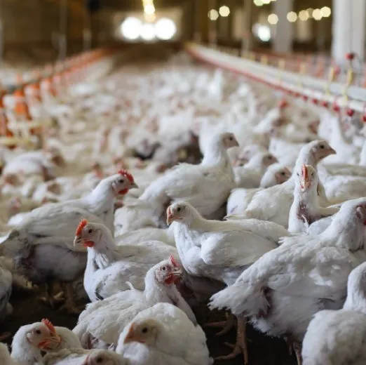 Mercado de frango vivo mostra estabilidade e atacado segue em alta no Brasil