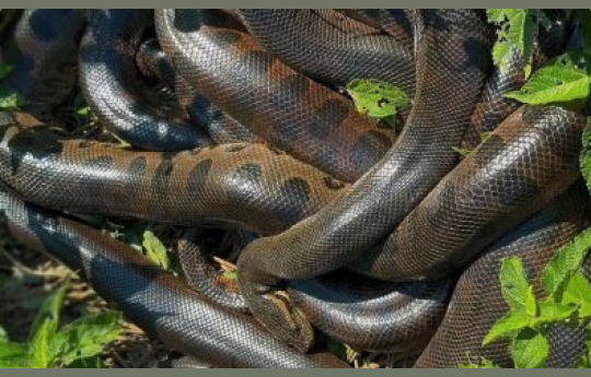 Turistas veem espet�culo das serpentes 'casando' em rio no Mato Grosso
