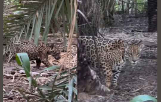 M�e on�a-pintada reaparece ferida com novo filhote no Pantanal