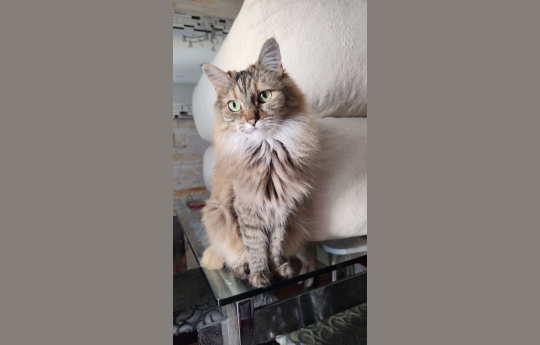 Conhe�a a gata Sakura: 'Ela nasceu para ser a dona da casa'