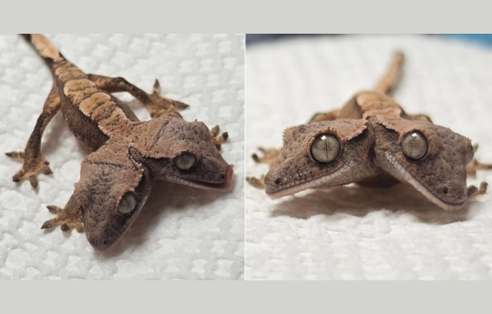 Lagartixa rara de duas cabe�as surpreende e sobrevive