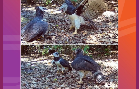 C�meras capturam harpias, �guias gigantes das Am�ricas, em raro momento de intera��o em Mato Grosso