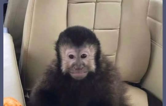 Macaco 'b�bado' que atacou vizinhos e deixou 5 feridos morre e ex-pol�tico promete vingan�a
